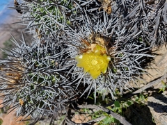Copiapoa coquimbana