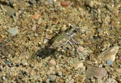 Cicindela repanda