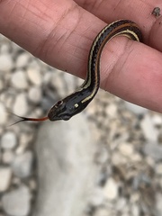 Thamnophis proximus