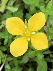 Ludwigia linearis
