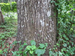 Quercus falcata