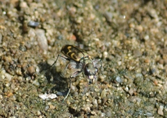 Cicindela repanda