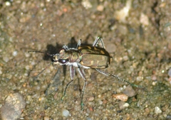 Cicindela repanda