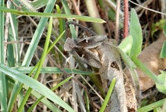 Anagrapha falcifera