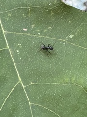 Camponotus pennsylvanicus