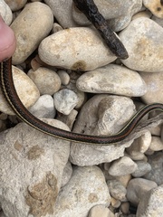 Thamnophis proximus