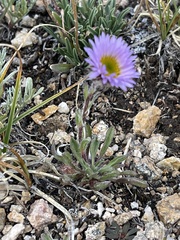 Erigeron glacialis