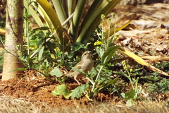 Passer domesticus