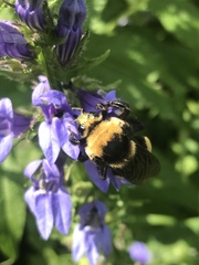 Bombus auricomus