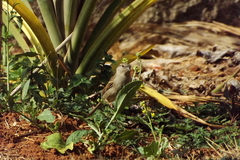 Passer domesticus