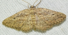 Menophra annegreteae
