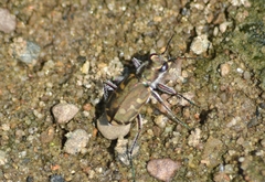 Cicindela repanda