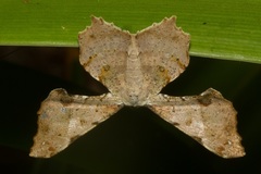 Xylinophylla hypocausta