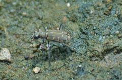 Cicindela repanda