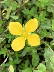 Ludwigia linearis
