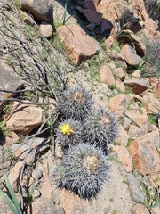 Copiapoa coquimbana