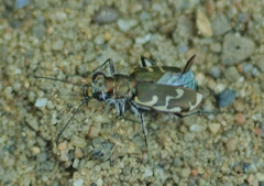 Cicindela repanda