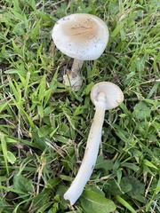Amidella