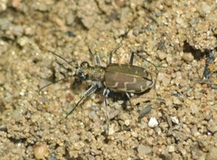 Cicindela repanda