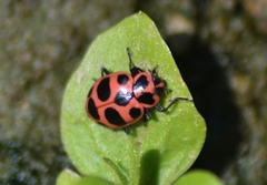 Coleomegilla maculata