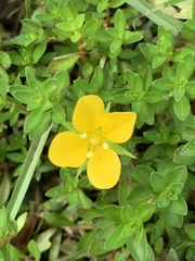 Ludwigia linearis