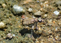 Cicindela repanda