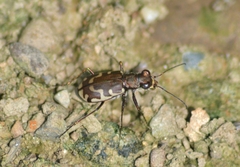 Cicindela repanda