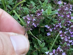 Thymus pulegioides