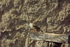 Passer domesticus