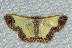 Zamarada denticulata