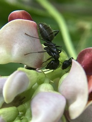 Camponotus pennsylvanicus