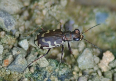 Cicindela repanda