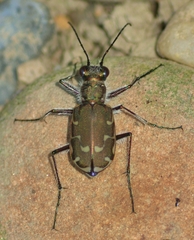 Cicindela repanda