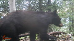 Ursus americanus machetes