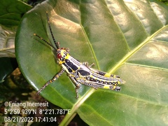 Zonocerus variegatus