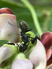 Camponotus pennsylvanicus