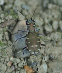 Cicindela repanda
