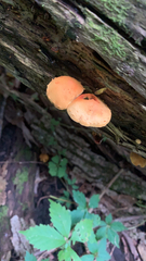Rhodotus palmatus