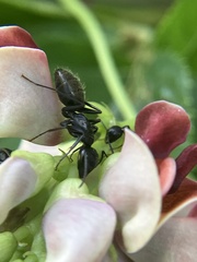 Camponotus pennsylvanicus