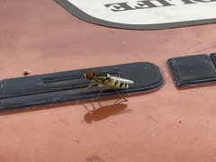 Odontomyia cincta