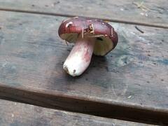 Russula xerampelina