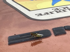 Odontomyia cincta