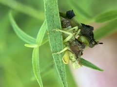 Phymata pennsylvanica