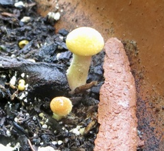 Agaricales