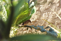 Passer domesticus
