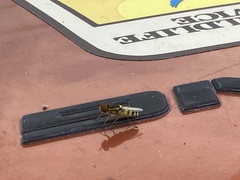 Odontomyia cincta