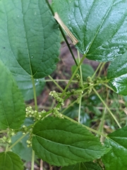 Boehmeria cylindrica