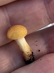 Agaricales