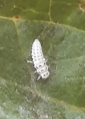 Psyllobora vigintimaculata