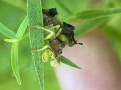 Phymata pennsylvanica